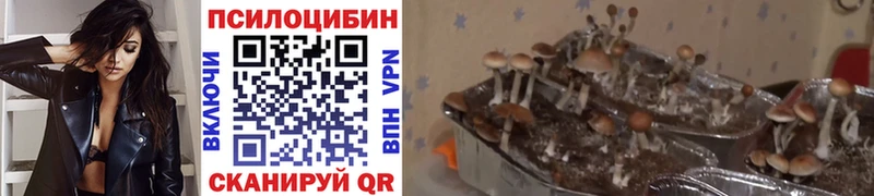 KRAKEN ссылки  Новоаннинский  Галлюциногенные грибы мицелий  закладка 